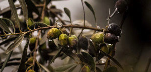 Estudiarán una enfermedad emergente en los olivos de la Región del Véneto