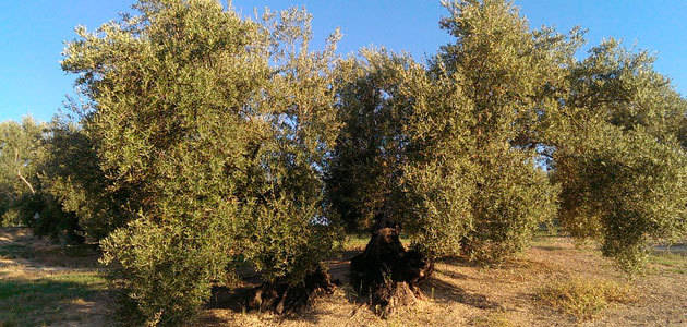 Las exportaciones españolas de aceite de oliva aumentan un 36% en lo que va de campaña