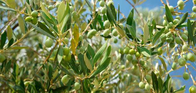 UPA-Andalucía mira con optimismo la campaña de aceite de oliva