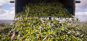 HYDROGEL0LIVE3D, un proyecto para transformar residuos del olivar en materiales 3D de alto valor