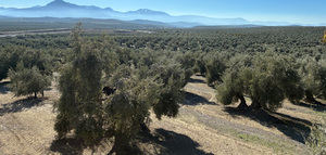 ¿Qué es la tecnología de pulsos eléctricos? Una guía sencilla para productores de aceite de oliva