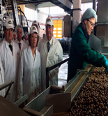 La Junta de Andalucía destaca la constante innovación del sector de la aceituna de mesa 