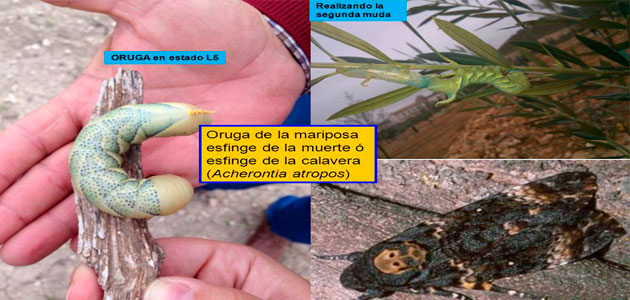 Andalucía informa de la presencia de polilla calavera o mariposa de la muerte en plantones de olivar