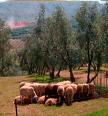 La UJA estudia cómo mejorar el suelo del olivar