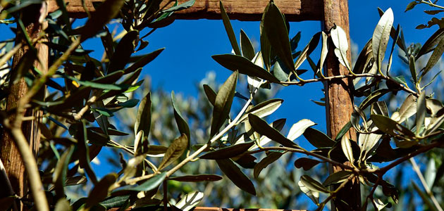 El MAPA sitúa la producción de aceite de oliva en 1,29 millones de toneladas esta campaña, un 5,3% menos