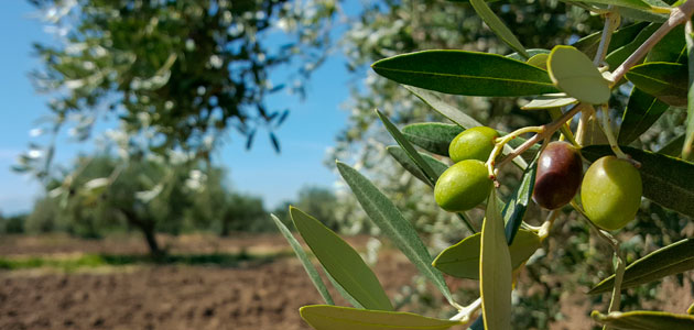 Cooperativas Agro-alimentarias de CLM: 'Ningún olivar de bajo rendimiento debe quedarse fuera de la nueva ayuda asociada'