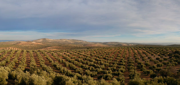 El Consejo del Patrimonio Histórico aborda la candidatura del Paisaje del Olivar de Andalucía a Patrimonio Mundial