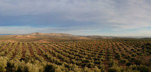 Continúa adelante el expediente de Paisajes del Olivar de Andalucía