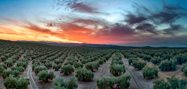 La Diputación de Jaén entrega a la Junta el expediente de Paisaje del Olivar para su remisión al Consejo de Patrimonio Histórico