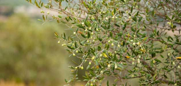 Cataluña Región Mundial de la Gastronomía 2025 dedica el mes de noviembre a los paisajes de olivos y al AOVE