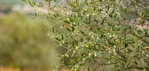 Cataluña Región Mundial de la Gastronomía 2025 dedica el mes de noviembre a los paisajes de olivos y al AOVE