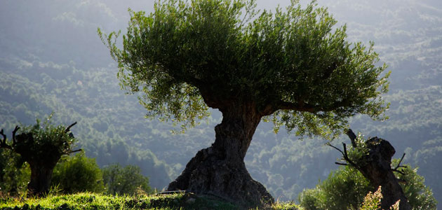 El Congreso insta al Gobierno a plantear que el Paisaje del Olivar de Andalucía sea declarado Patrimonio de la Humanidad