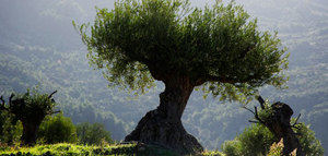 El Congreso insta al Gobierno a plantear que el Paisaje del Olivar de Andalucía sea declarado Patrimonio de la Humanidad