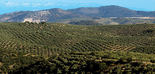 Adiós a los Paisajes del Olivar