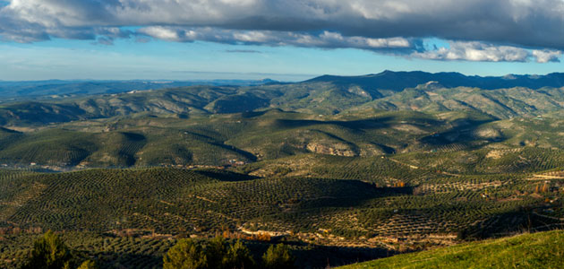 La plataforma 'Salvemos los Paisajes del Olivar Andaluz' suma nuevas adhesiones para relanzar la candidatura