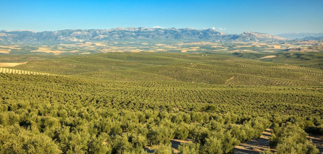 La Diputación de Jaén remite a la Junta de Andalucía el expediente de la candidatura de los Paisajes del Olivar