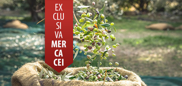 Balance de la campaña de aceite de oliva: así ha sido la cosecha en el resto de países productores