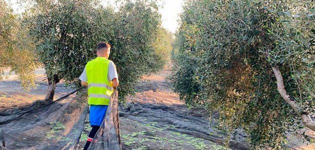 El sector olivarero convoca un paro agrario el 20 de enero en Jaén