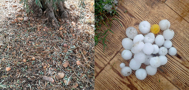 El pedrisco ha provocado importantes daños en el olivar de Sierra Mágina, según COAG
