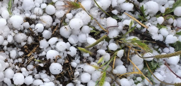 La estimación de indemnizaciones en el seguro de olivar supera los 10 millones de euros