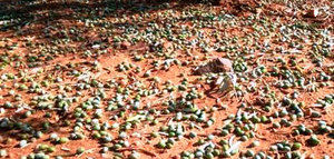 Agroseguro ha recibido declaraciones de siniestro por pedrisco de más de 2.800 hectáreas de olivar a lo largo de 2017