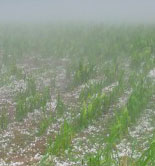 El olivar, entre los cultivos afectados por las tormentas y pedrisco de las últimas semanas