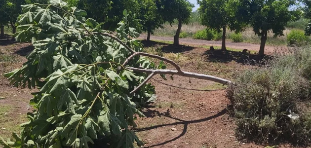 El olivar, entre los cultivos dañados por el pedrisco en el campo valenciano