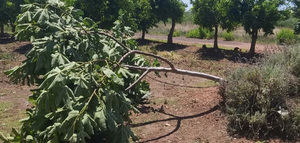 El olivar, entre los cultivos dañados por el pedrisco en el campo valenciano