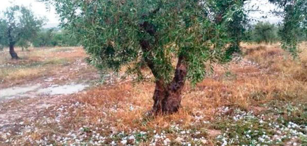 Las tormentas de pedrisco, el riesgo meteorológico más dañino para la agricultura española durante 2020