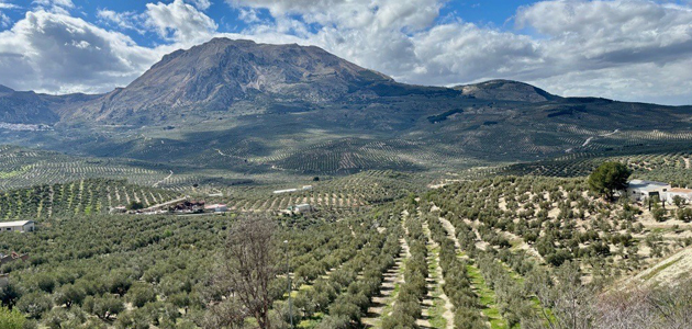 La Fundación PepsiCo lanza el programa VivaOliva para transformar el cultivo del olivar en Jaén