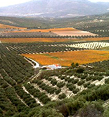Andalucía supera las 395.000ha. certificadas de Producción Integrada de olivar