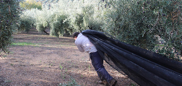 Cooperativas Agro-alimentarias de Jaén estima en más de 1.000 millones de euros las pérdidas en la próxima campaña de aceite de oliva