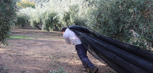 Cooperativas Agro-alimentarias de Jaén destaca la 'excelente' calidad del aceite de oliva de la actual campaña