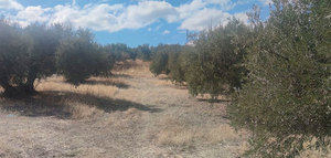Cooperativas estima en más de 1.000 millones de euros las pérdidas en Jaén por la sequía en la próxima campaña de aceite de oliva