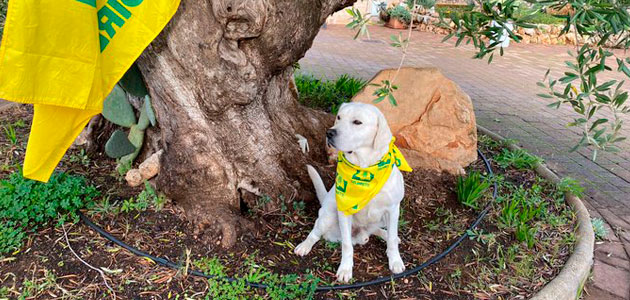 Nace en Italia el primer grupo de trabajo canino 'anti Xylella'