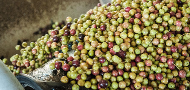 Phenoils testará la extracción de aceite de oliva mediante ultrasonidos y pulsos electromagnéticos