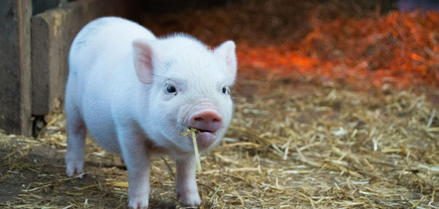 La inclusión de subproductos de la producción de aceite de oliva en piensos para porcino mejora la salud intestinal de los animales
