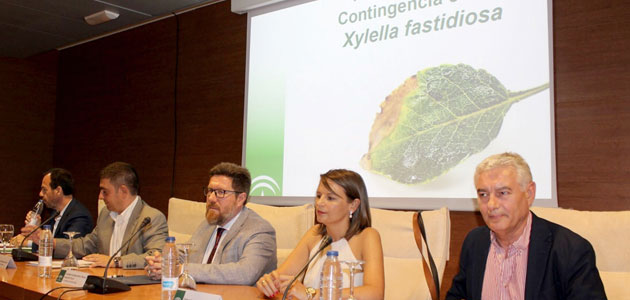 Andalucía activa el teléfono de consulta contra la Xylella fastidiosa y refuerza sus centros de investigación de referencia