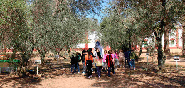 Más de 18.000 escolares conocen la importancia de la cultura oleícola a través de Planeta Olivo