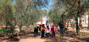 Planeta Olivo acerca a 1.300 escolares andaluces la cultura olivarera