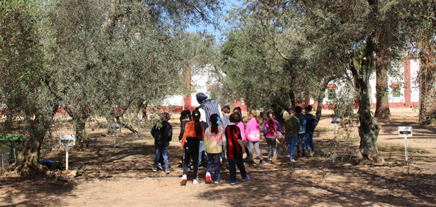 Más de 1.000 escolares andaluces se acercan al sector oleícola durante el último curso con Planeta Olivo