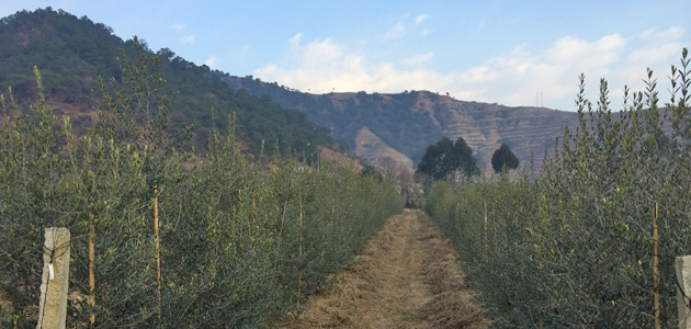 La UPM acoge una jornada sobre el olivar en China