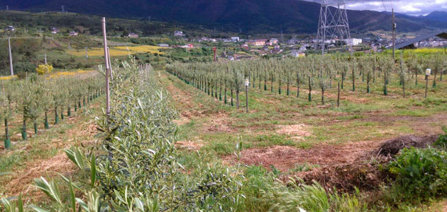 Los productores gallegos de aceite de oliva continuarán consolidando el sector como alternativa para el medio rural