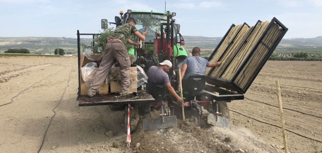 El Grupo Oleícola Jaén realiza una plantación experimental de olivar resistente al Verticillium