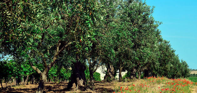 Situación de las plantaciones de olivar en España: últimos datos