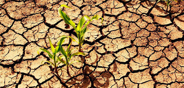 ¿Cómo detectar el impacto de la sequía en las plantas con técnicas fáciles y económicas?