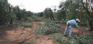 Concluye el proyecto Aislacel para obtener celulosa a partir de residuos agrícolas como la poda del olivo
