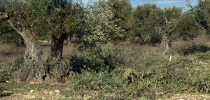 Nanopartículas a partir del residuo de la producción de aceite de oliva