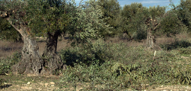 Un proyecto valorizará los residuos de la poda de olivar y de la producción de aceite de oliva