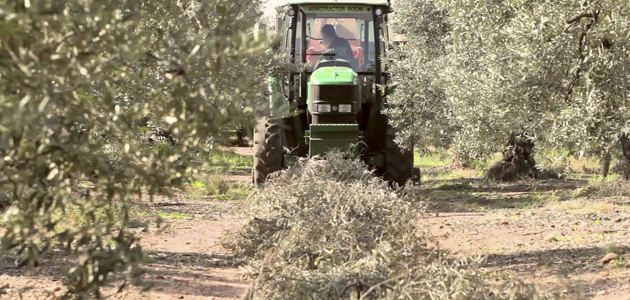 Confirmado: es posible obtener etanol a partir de la biomasa procedente de la poda del olivo